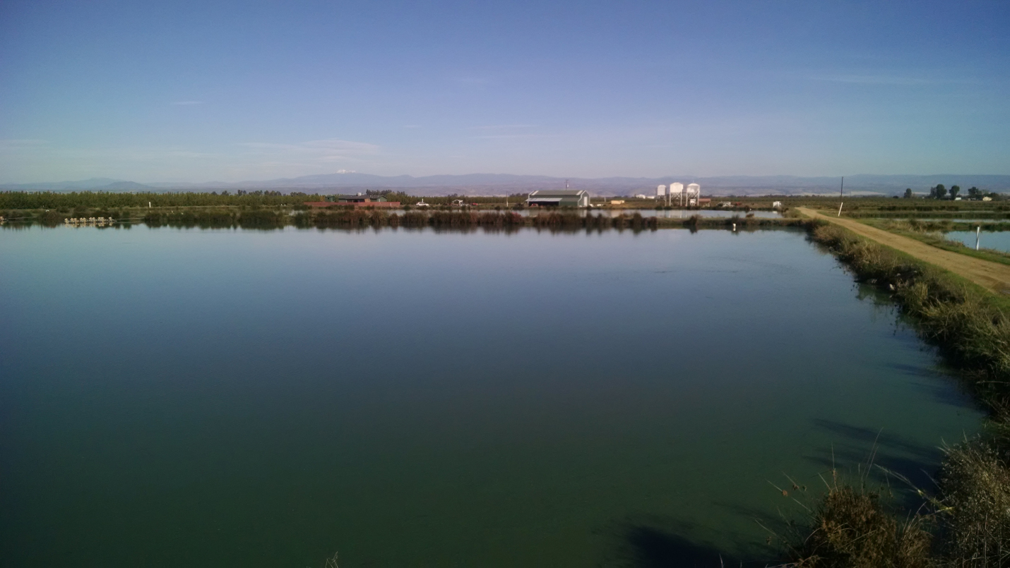 Aquaponics fish for sale california Upward plans to open a 250,000-square-foot vertical farm in PA early next year